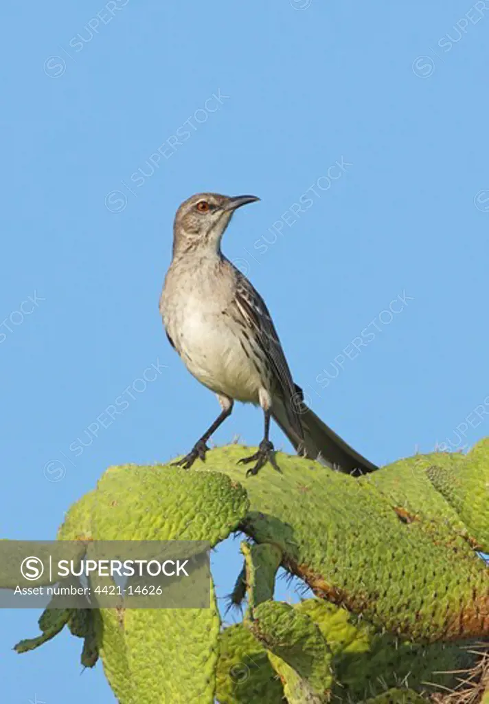 Bahama Mockingbird (Mimus gundlachii hillii) adult, perched on cactus, Hellshire Hills, Jamaica, april
