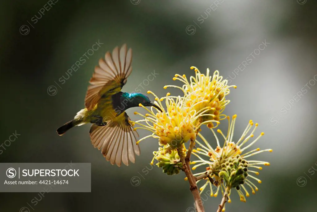 Souimanga Sunbird (Cinnyris sovimanga) adult male, in flight, feeding on nectar from flower in primary rainforest, Andasibe Mantadia N.P., Eastern Madagascar, august