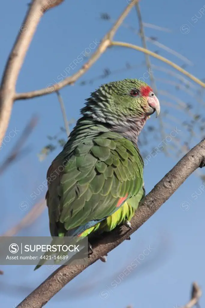 Vinaceous-breasted Parrot (Amazona vinacea) adult, perched on branch in captive breeding centre, Buenos Aires, Argentina