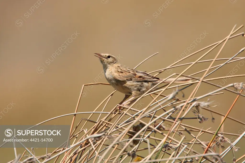 Hudson's Canastero (Asthenes hudsoni) adult, singing, perched on dry stems, Rincon del Cobo, Buenos Aires, Argentina, december