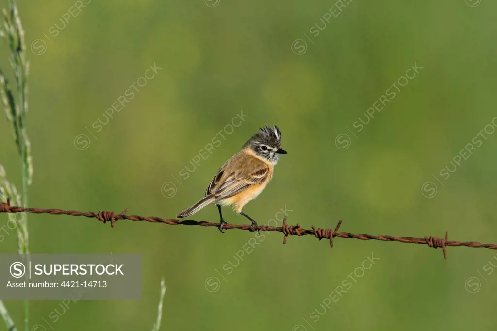 Bearded Tachuri (Polystictus pectoralis) adult male, with crest raised in territorial behaviour, perched on barbed wire, Haras del Sur, Buenos Aires, Argentina, october