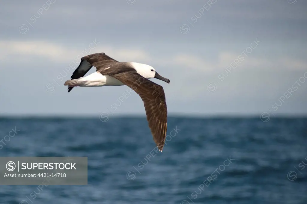 Atlantic Yellow-nosed Albatross (Thalassarche chlororhynchos) juvenile, in flight over sea, offshore Port St. Johns, 'Wild Coast', Eastern Cape (Transkei), South Africa
