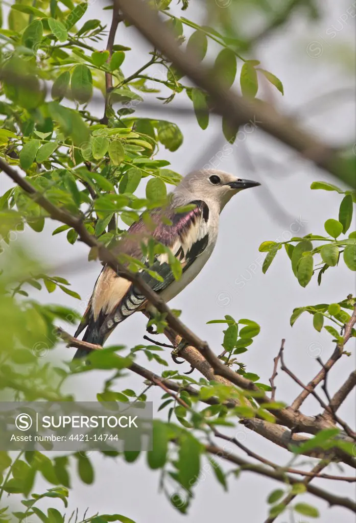 Daurian Starling (Sturnus sturninus) adult male, perched on branch, Hebei, China, may