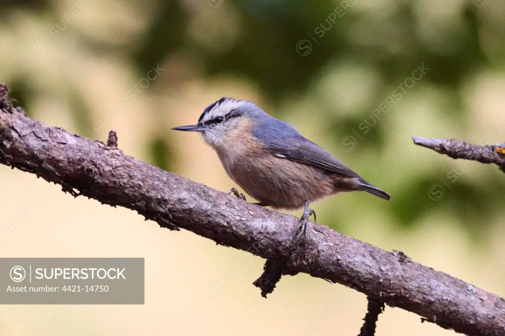 Snowy-browed Nuthatch (Sitta villosa) adult, perched on conifer branch, Qinghai Province, China, august