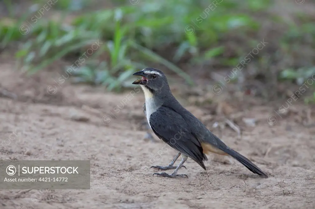 Greyish Saltator (Saltator coerulescens) adult, with beak open, standing on ground, Pantanal, Mato Grosso, Brazil