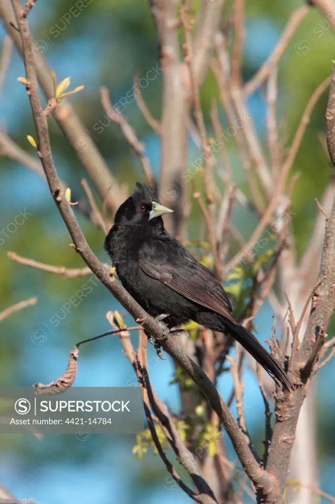 Solitary Black Cacique (Cacicus solitarius) adult, perched on branch, La Lucila, Buenos Aires, Argentina, september