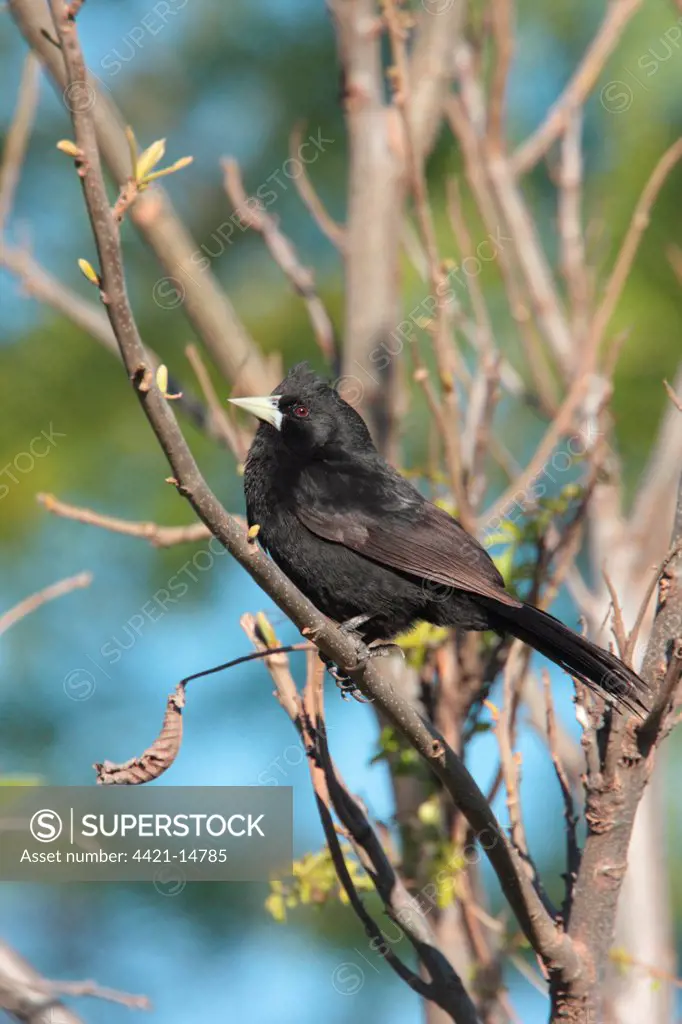 Solitary Black Cacique (Cacicus solitarius) adult, perched on branch, La Lucila, Buenos Aires Province, Argentina, september