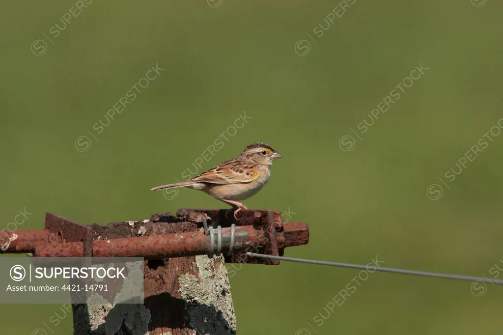 Grassland Sparrow (Ammodramus humeralis) adult male, perched on post, Haras del Sur, Buenos Aires, Argentina, october