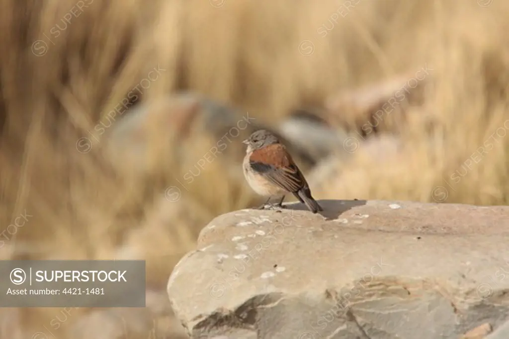 Red-backed Sierra-finch (Phrygilus dorsalis) adult, standing on rock, Santa Victoria Road, Jujuy, Argentina, august
