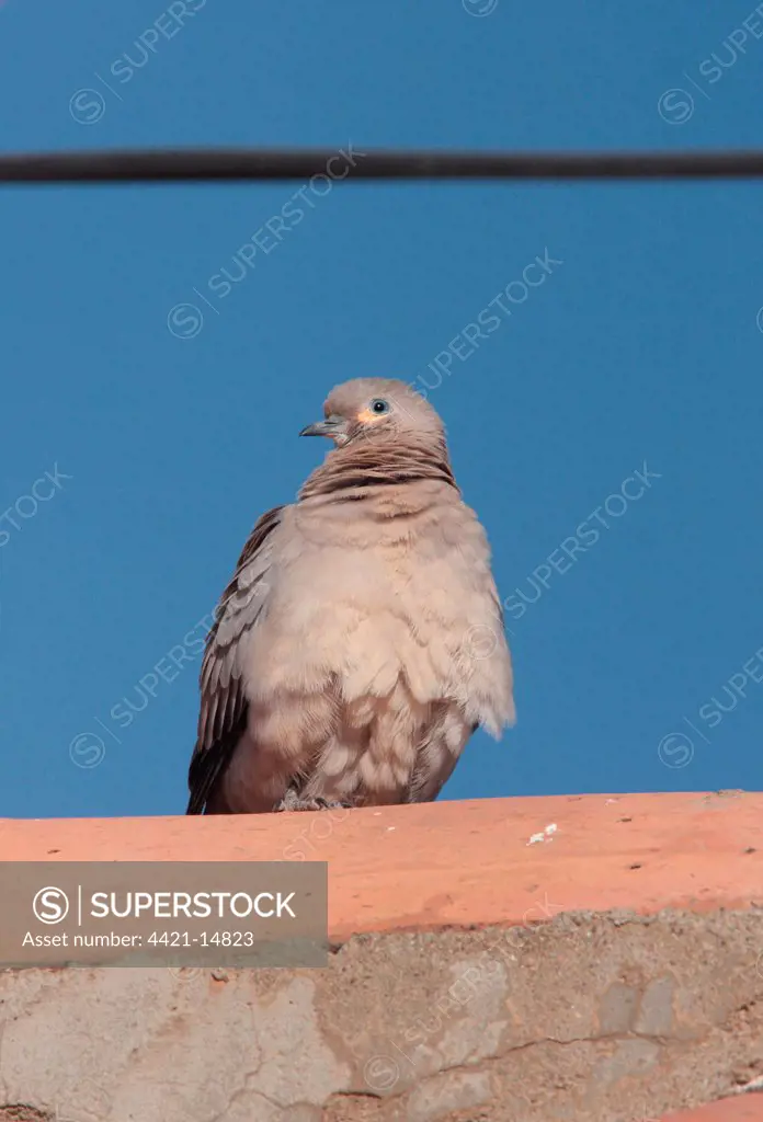 Black-winged Ground-dove (Metriopelia melanoptera) adult, perched, La Quiaca, Jujuy, Argentina, july