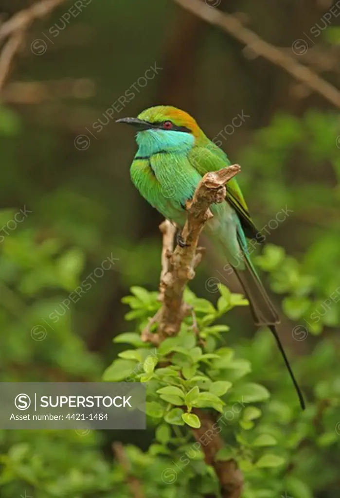 Little Green Bee-eater (Merops orientalis ceylonicus) endemic race, adult, perched on branch, Yala N.P., Sri Lanka, december