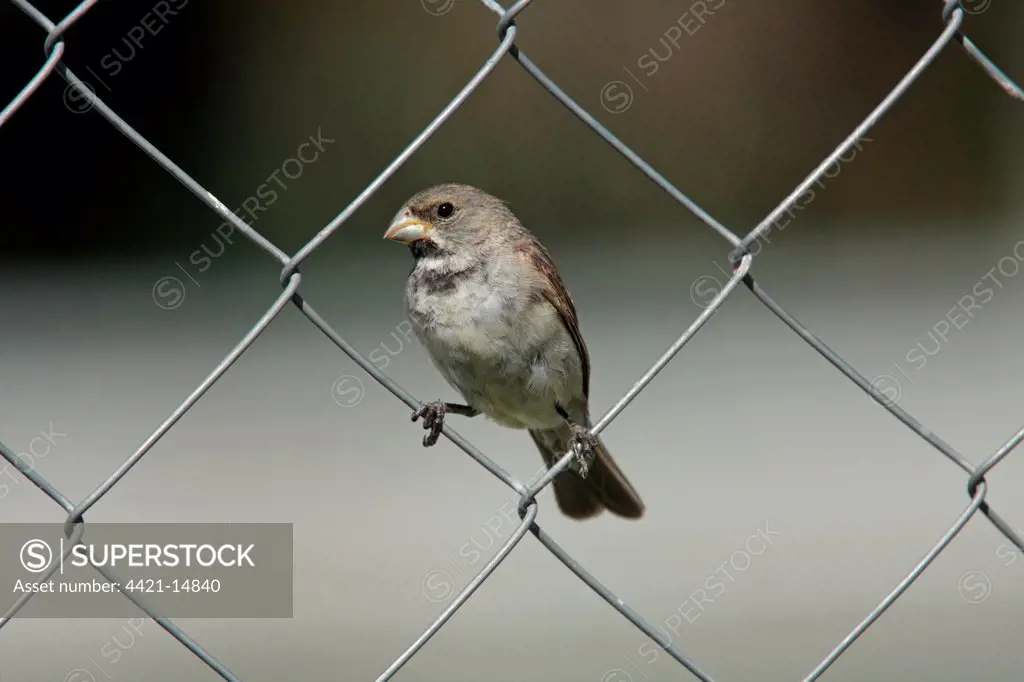 Double-collared Seedeater (Sporophila caerulescens) adult male, perched on chainlink fence, Costanera Sur, Buenos Aires Province, Argentina, february