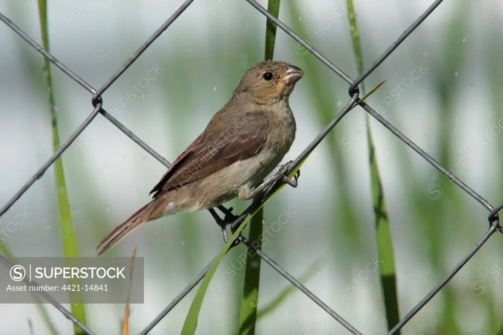 Double-collared Seedeater (Sporophila caerulescens) adult female, perched on chainlink fence, Costanera Sur, Buenos Aires Province, Argentina, february