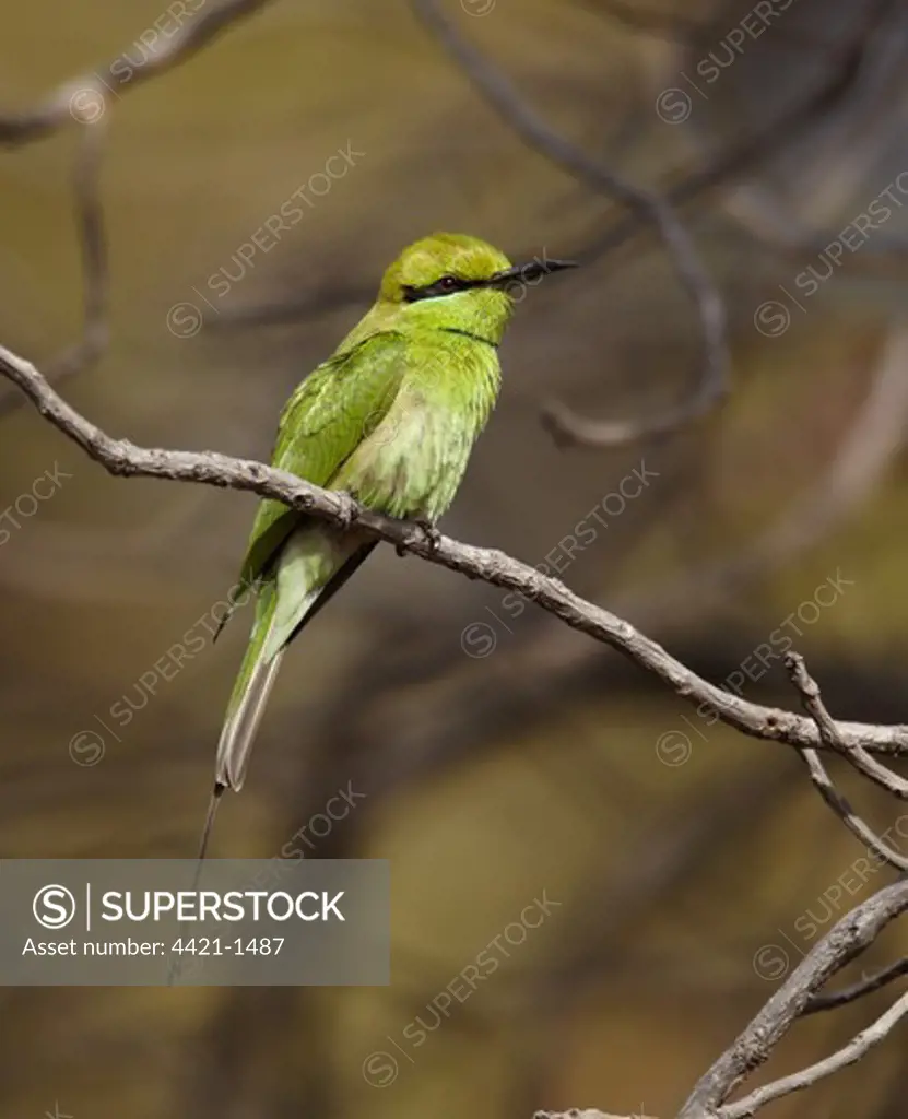 Little Green Bee-eater (Merops orientalis) adult, perched on twig, Senegal, january