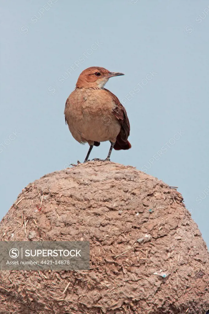 Rufous Hornero (Furnarius rufus) adult, perched on mud 'oven' nest, Buenos Aires Province, Argentina, november