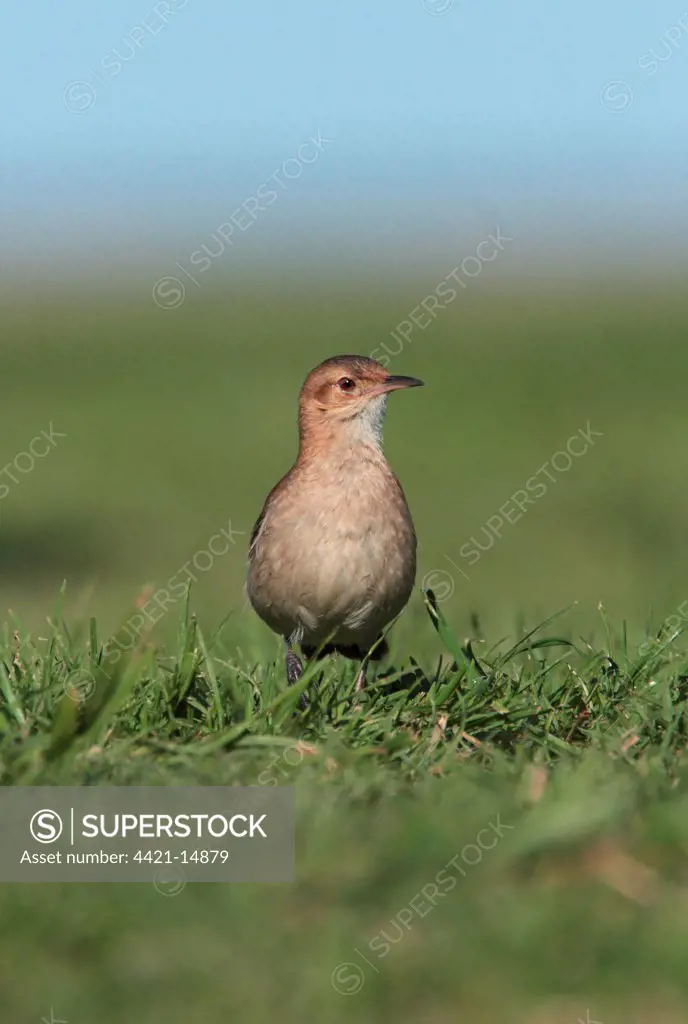 Rufous Hornero (Furnarius rufus) adult, walking on grass, Vicente Lopez, Buenos Aires Province, Argentina, september