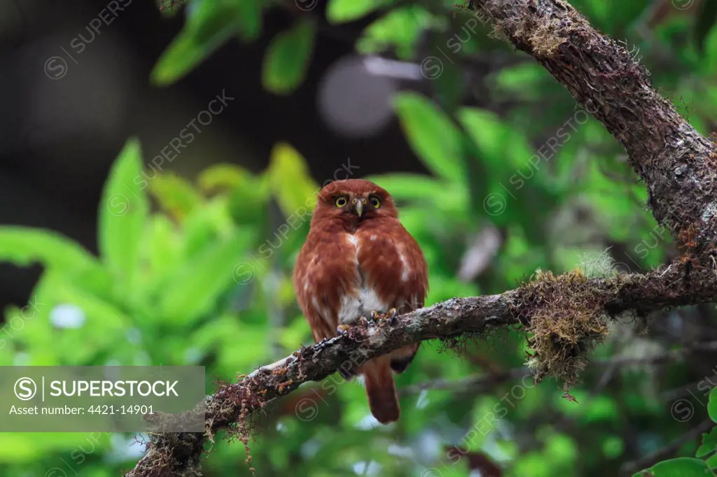 Costa Rican Pygmy-owl (Glaucidium costaricanum) rufous morph, adult, perched on branch at daytime roost, Costa Rica, february