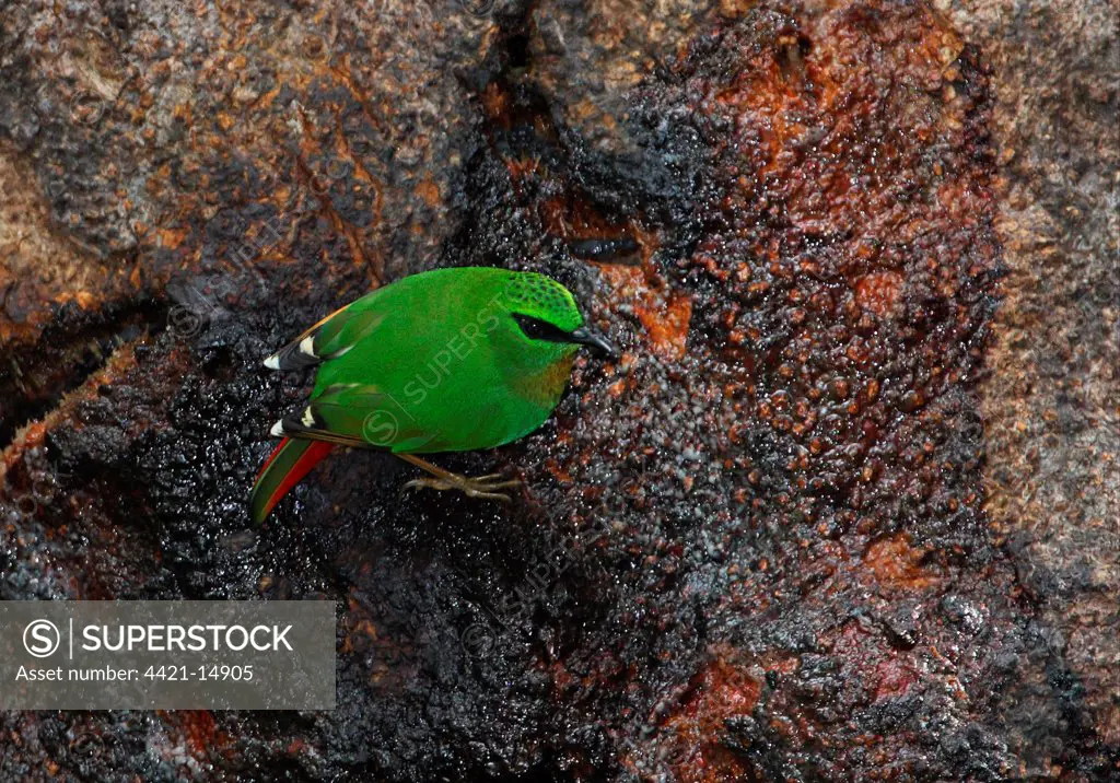 Fire-tailed Myzornis (Myzornis pyrrhoura) adult, feeding on tree sap, Eaglenest Wildlife Sanctuary, Arunachal Pradesh, India, january