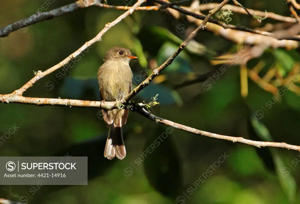 Jamaican Pewee (Contopus pallidus) adult, perched on branch, Blue Mountains, Jamaica, march