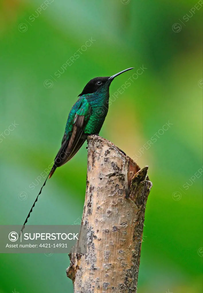 Black-billed Streamertail (Trochilus scitulus) subadult male (with shorter tail), perched on post, Port Antonio, Jamaica, march