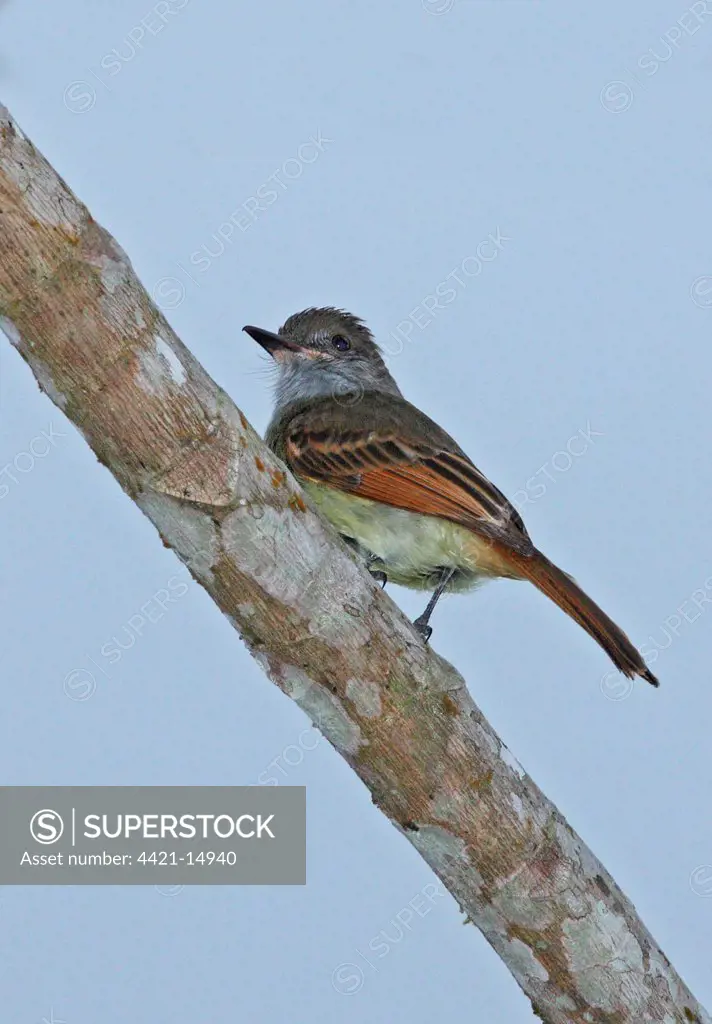 Rufous-tailed Flycatcher (Myiarchus validus) adult, perched on branch, Ecclesdown Road, Jamaica, march