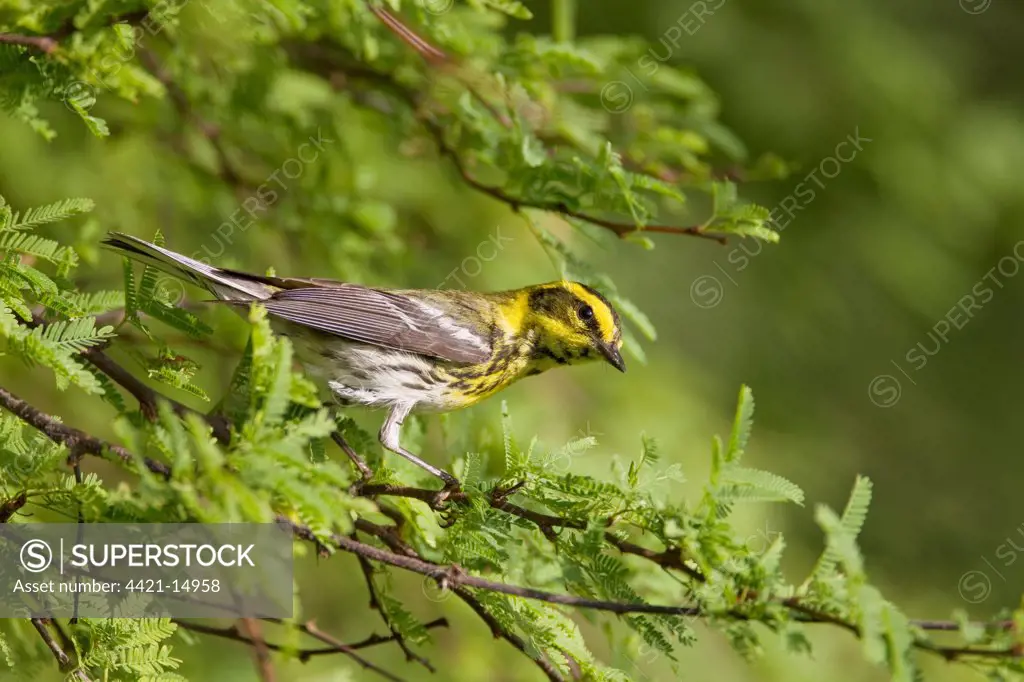 Townsend's Warbler (Dendroica townsendi) adult male, perched on twig, South Padre Island, Texas, U.S.A., april