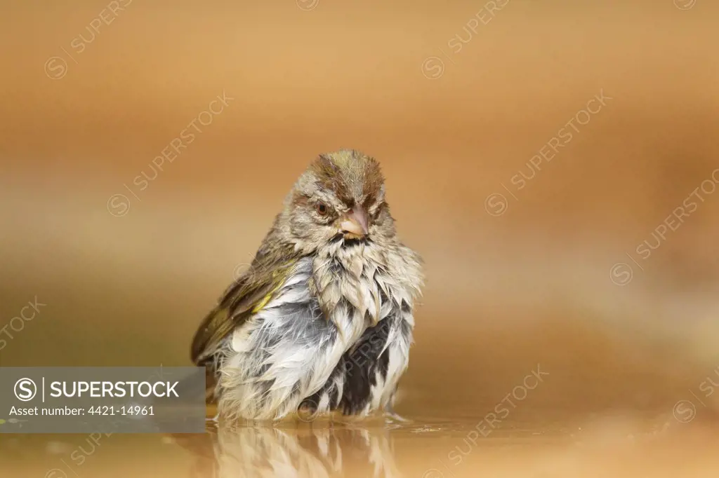 Olive Sparrow (Arremonops rufivirgatus) adult, bathing in pool, South Texas, U.S.A., may