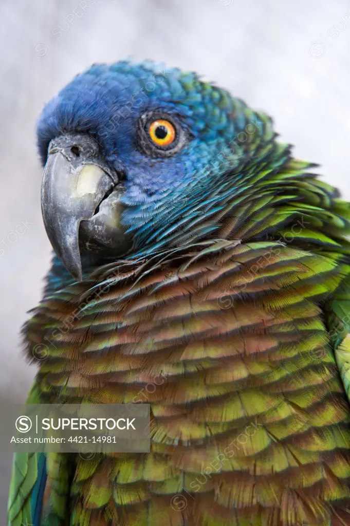 Saint Lucia Parrot (Amazona versicolor) adult, close-up of head, individual bred at Durrell Wildlife Conservation Trust (Jersey Zoo) and returned to Mini Zoo Forestry Department, St. Lucia, Windward Islands, Lesser Antilles (captive)