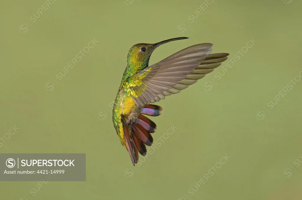Green-breasted Mango (Anthracothorax prevostii) adult male, banking in flight, Costa Rica