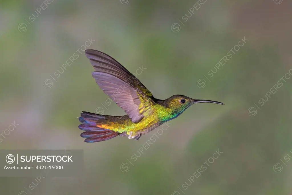 Green-breasted Mango (Anthracothorax prevostii) adult male, in flight, Costa Rica