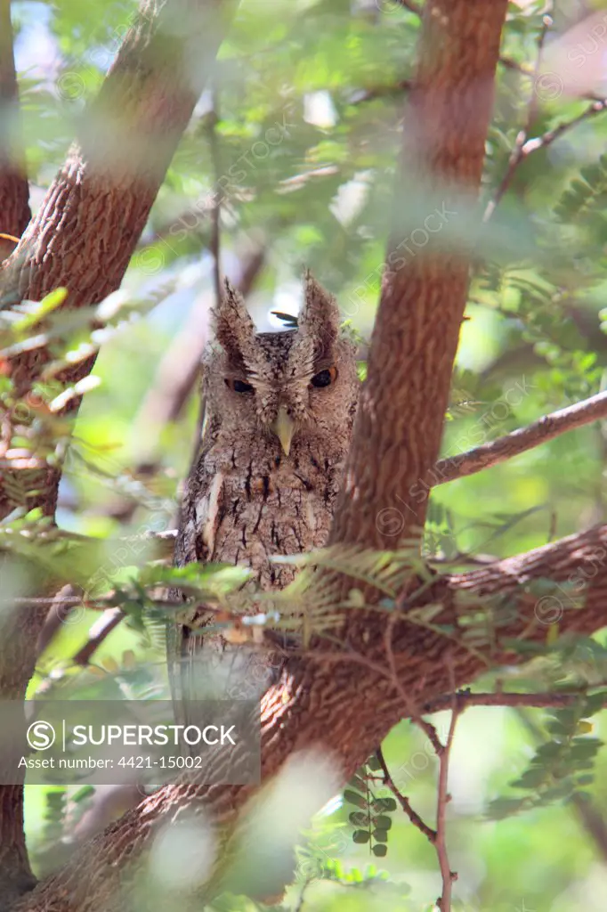 Pacific Screech-owl (Megascops cooperi) adult, roosting on branch in tree, Costa Rica, february