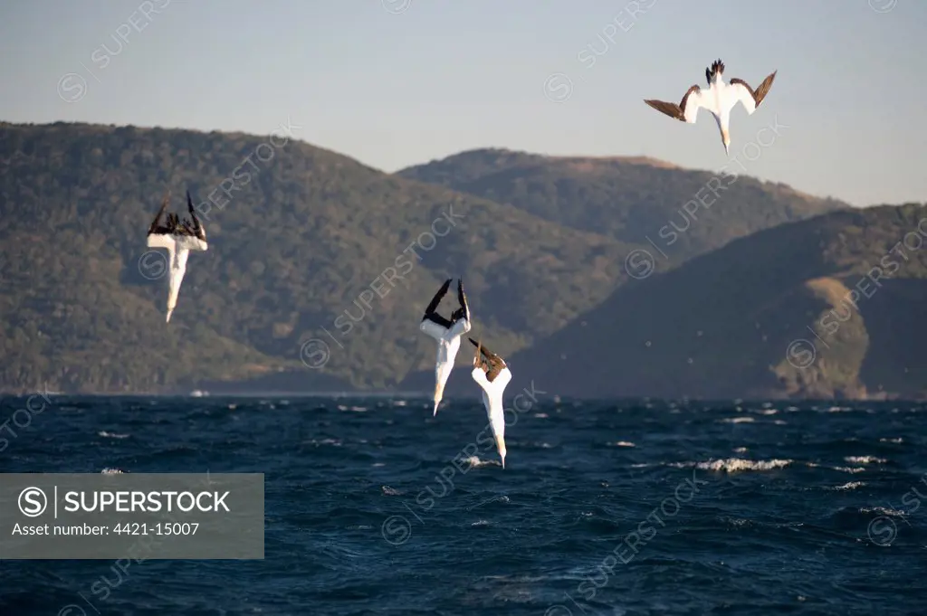 Cape Gannet (Morus capensis) four adults, in flight, diving for fish at sea, offshore Port St. Johns, 'Wild Coast', Eastern Cape (Transkei), South Africa
