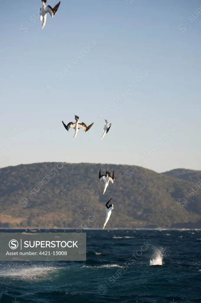 Cape Gannet (Morus capensis) adults, group in flight, diving for fish at sea, offshore Port St. Johns, 'Wild Coast', Eastern Cape (Transkei), South Africa