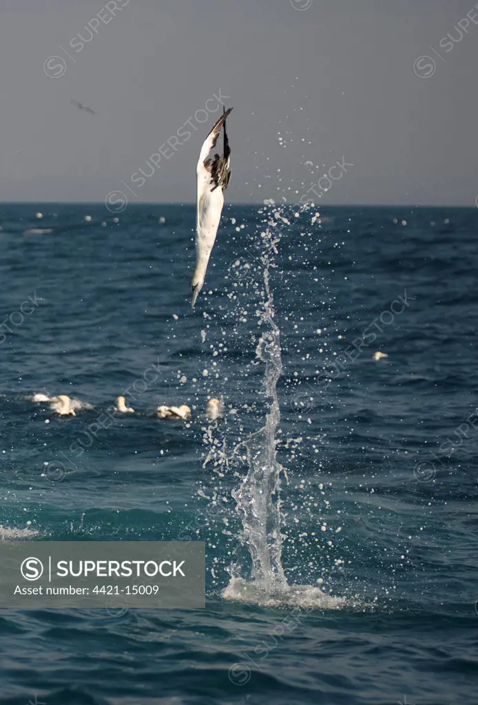 Cape Gannet (Morus capensis) adults, in flight, diving for fish at sea, offshore Port St. Johns, 'Wild Coast', Eastern Cape (Transkei), South Africa