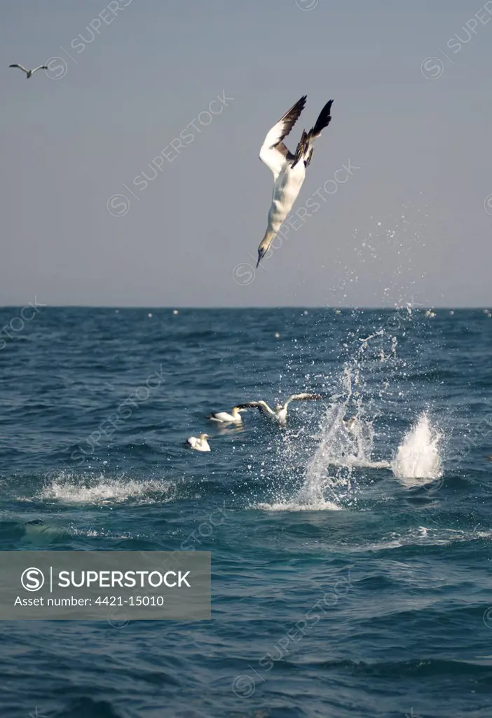 Cape Gannet (Morus capensis) adults, in flight, diving for fish at sea, offshore Port St. Johns, 'Wild Coast', Eastern Cape (Transkei), South Africa