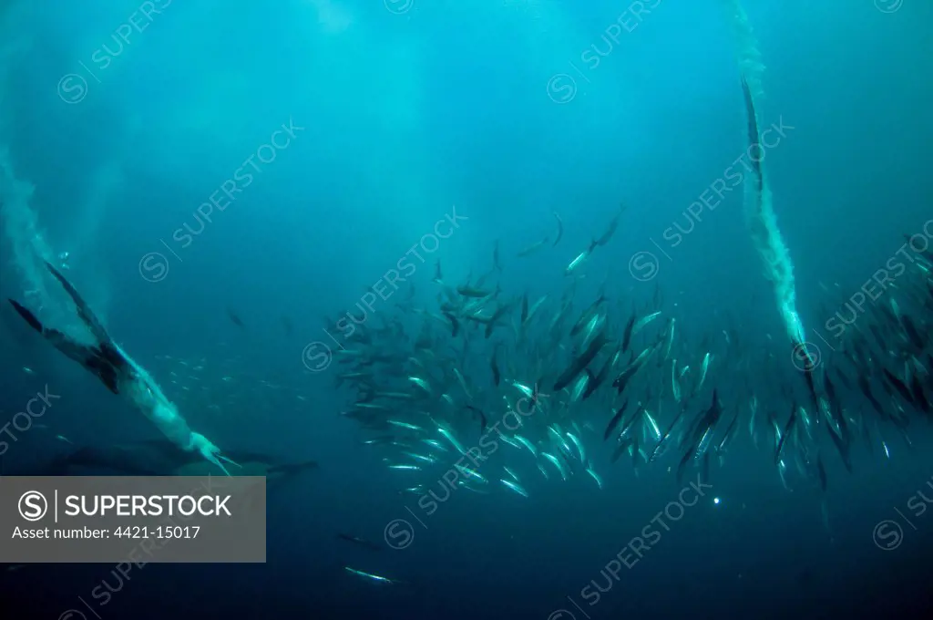 Cape Gannet (Morus capensis) and Long-beaked Common Dolphin (Delphinus capensis) adults, diving underwater and feeding on 'baitball' school of small bait fish, offshore Port St. Johns, 'Wild Coast', Eastern Cape (Transkei), South Africa