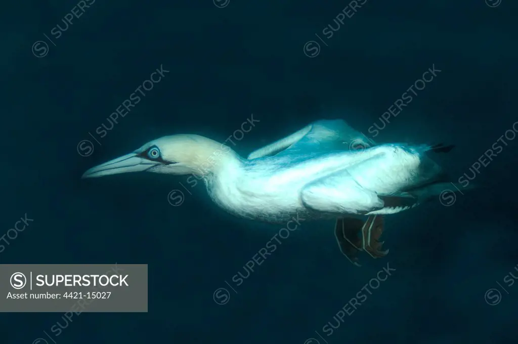 Cape Gannet (Morus capensis) adult, diving underwater to feed on 'baitball' school of small bait fish, offshore Port St. Johns, 'Wild Coast', Eastern Cape (Transkei), South Africa, july