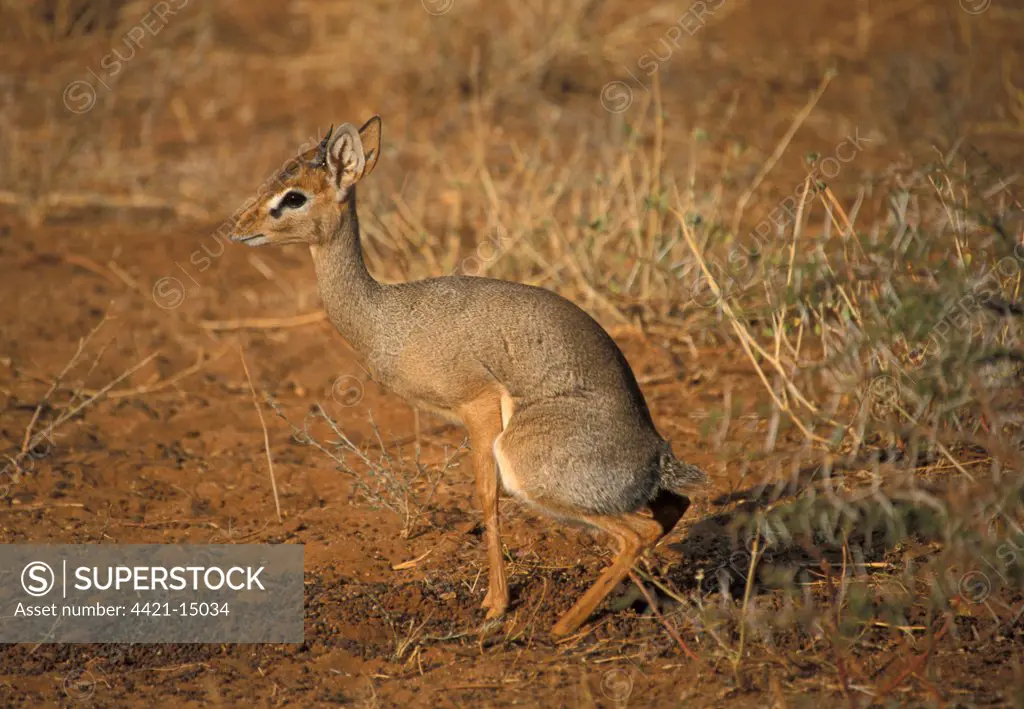 Kirk's Dik-dik (Madoqua kirkii) adult male, marking territory, Kenya