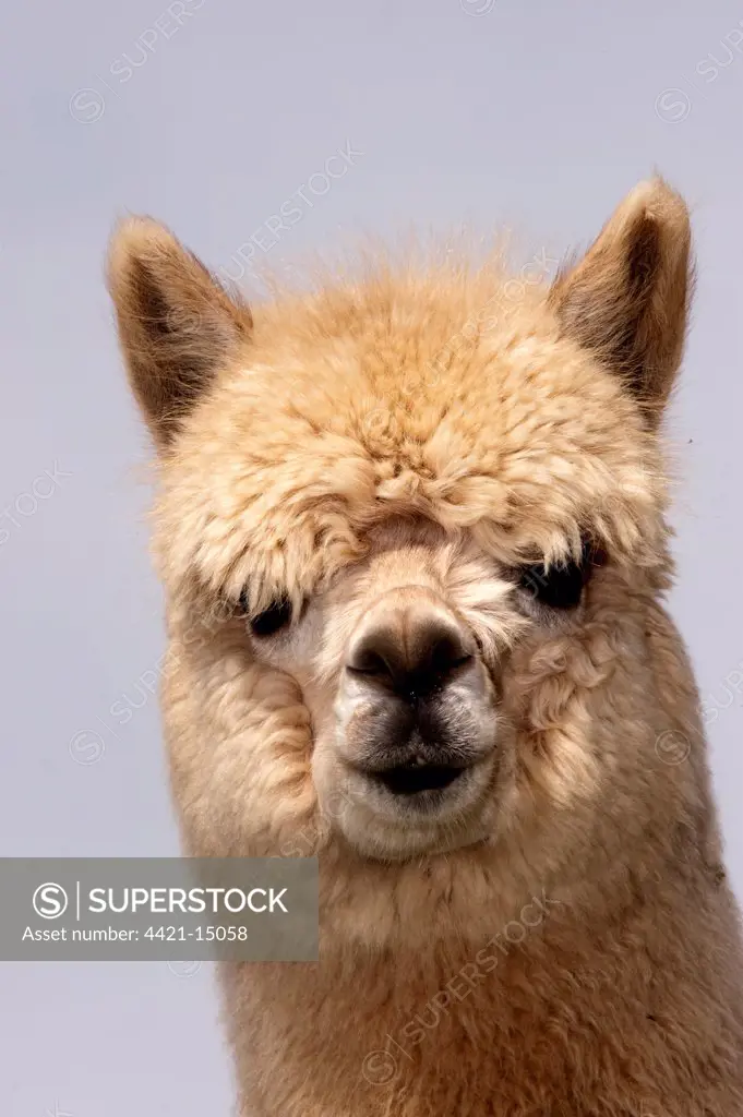 Alpaca (Lama pacos) yearling, close-up of head, England, june