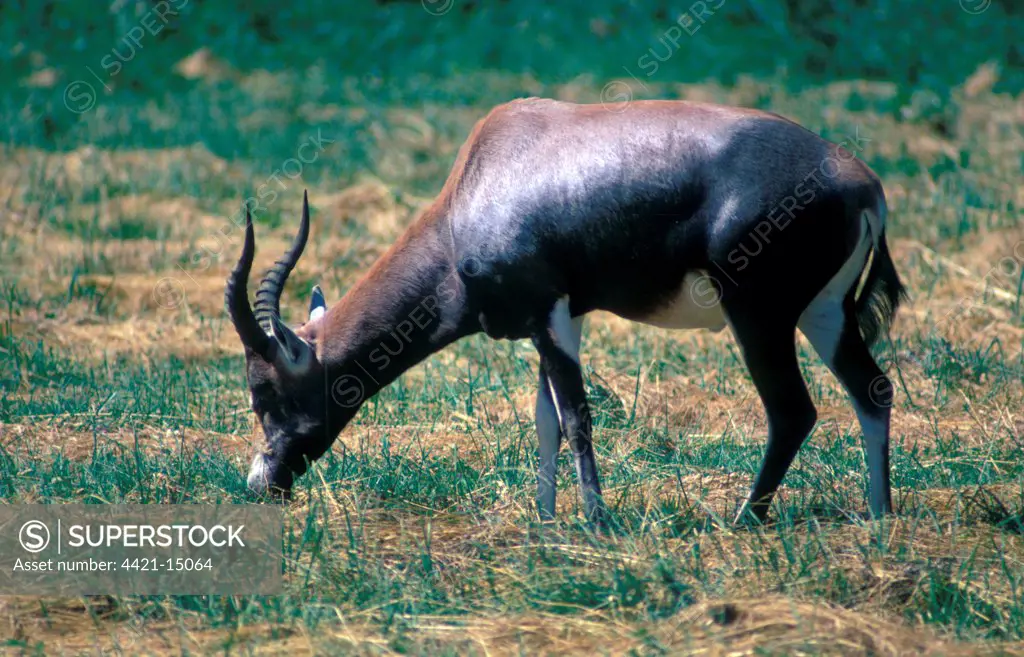 Antelope-Blesbok (Damaliscus dorcas) close-up /grazing
