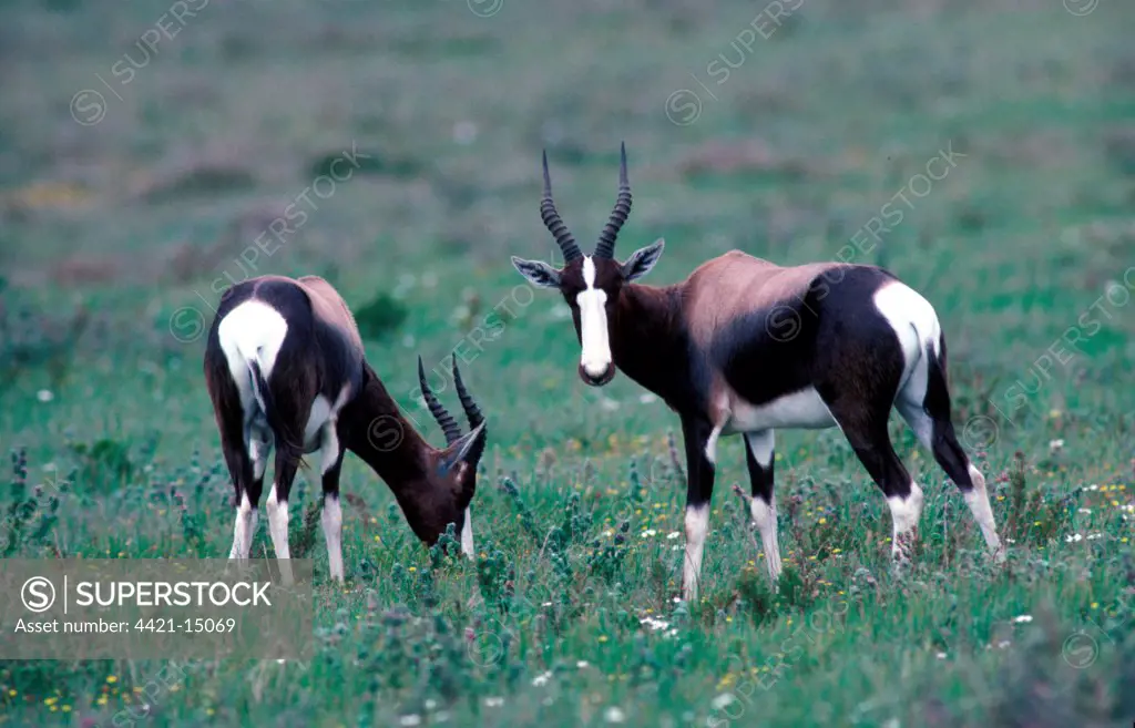 Bontebok - Antelope (Damaliscus dorcas)