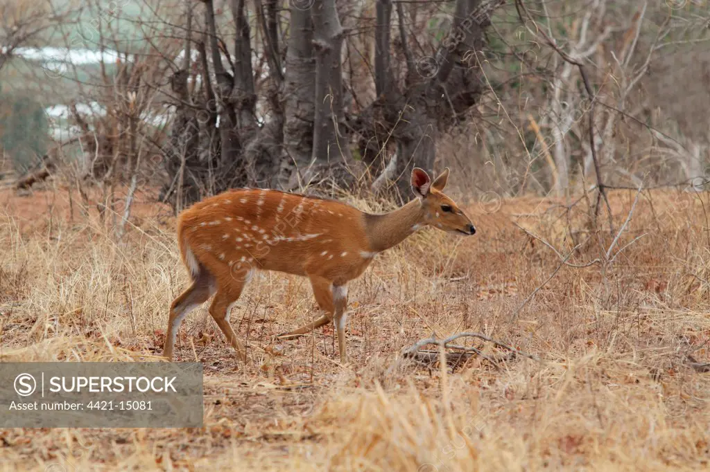 Southern Bushbuck (Tragelaphus scriptus sylvaticus) adult female, walking in dry grass, Chobe N.P., Botswana
