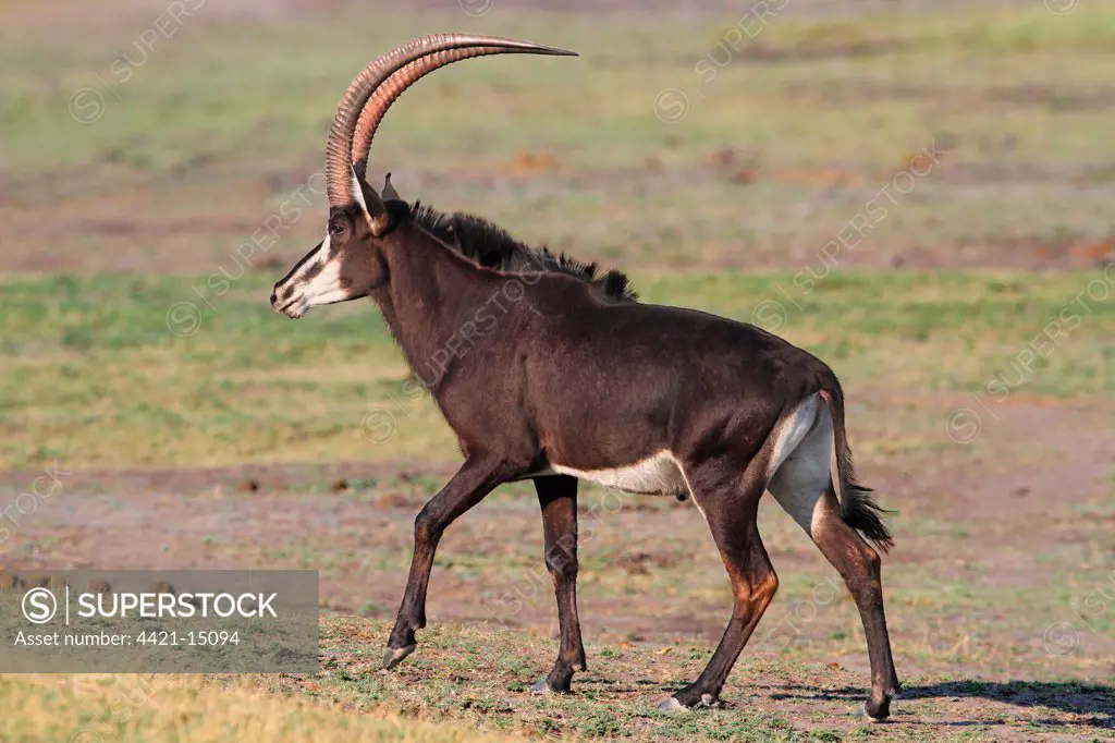 Sable Antelope (Hippotragus niger) adult male, walking on open ground, Chobe N.P., Botswana