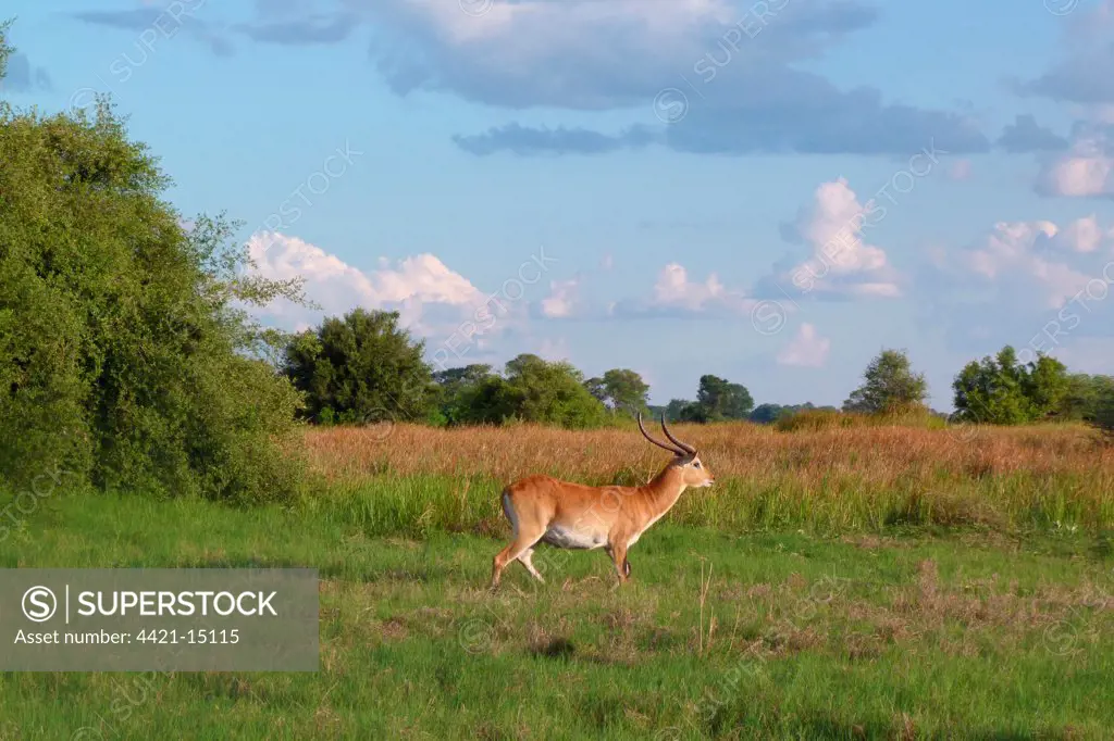 Red Lechwe (Kobus leche leche) adult male, walking in wetland habitat, Okavango Delta, Botswana