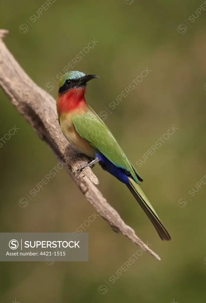 Red-throated Bee-eater (Merops bulocki) adult, perched on broken branch, Niokolo-Koba, Senegal