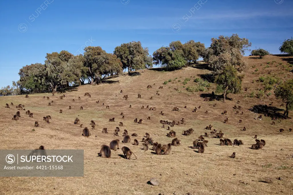 Gelada (Theropithecus gelada) adult males, females and young, troop grooming and grazing on grassy hill, Simien Mountains, Ethiopia