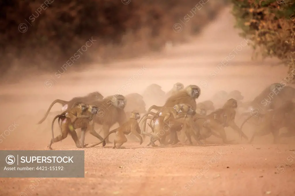 Guinea Baboon (Papio papio) adult males, adult females carrying babies and juveniles, group crossing dusty dirt road, Gambia
