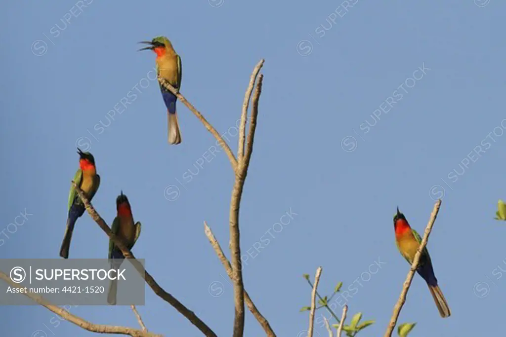 Red-throated Bee-eater (Merops bulocki) four adults, calling, perched on branches, Gambia, january