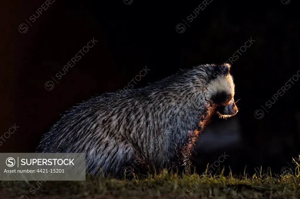 Eurasian Badger (Meles meles) adult, foraging near sett at dusk, England