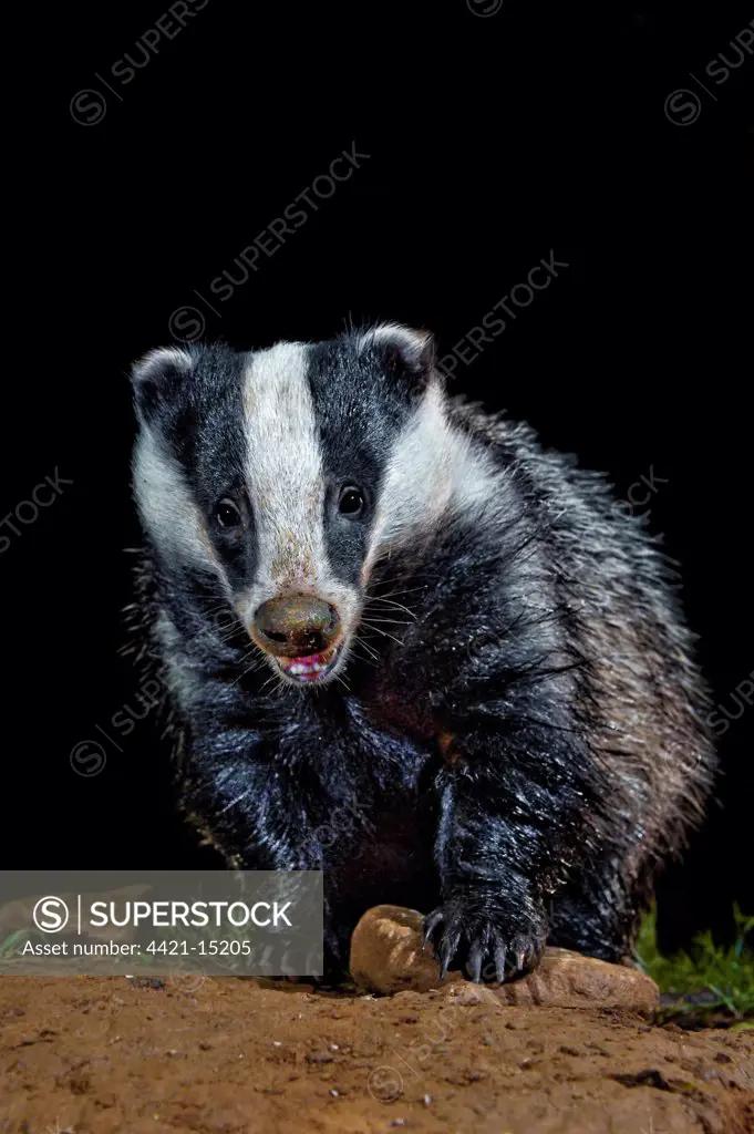 Eurasian Badger (Meles meles) adult, foraging at night, England